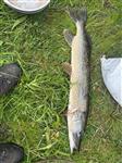 Nico wint weer en vangt snoek